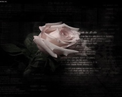 pure-rose.jpg