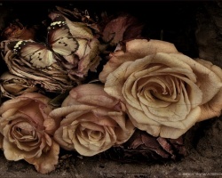 tea-coloured-roses.jpg