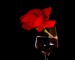 red-rose-with-wine.jpg