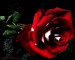 the-great-red-rose.jpg