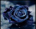 Blue-rose.jpg